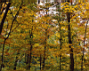 autumn_trees.jpg
