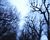blurred_trees.jpg