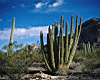 cactus002.jpg