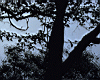 dark_tree.jpg