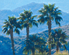 fan_palms.jpg