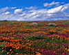 flower_field.jpg