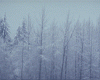 foggy_trees.jpg