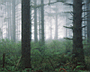 forest-_2.jpg