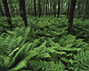 forest002.jpg