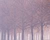 forest003.jpg