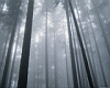 forest004.jpg