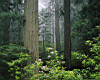forest005.jpg