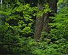 forest007.jpg