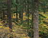 forest008.jpg