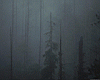 forest011.jpg