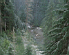 forest024.jpg
