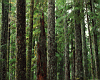 forest_02.jpg