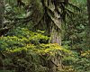 forest_03.jpg