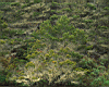 forest_04.jpg