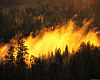 forestfire.jpg