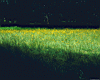 grass_field.jpg