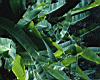 green_leaves_01.jpg