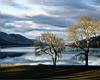 lake_and_trees.jpg