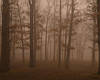 misty_woods.jpg