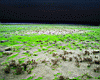mossy_beach.jpg
