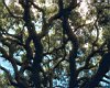 oak_branches.jpg