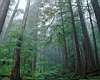 rainforest.jpg