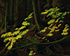 rainforest2.jpg
