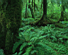 rainforest3.jpg