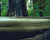 rainforest_log.jpg