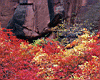 red_leaves.jpg