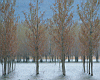 row_of_trees_01.jpg