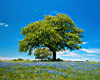 tree_field.jpg