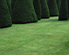 tree_garden_01.jpg
