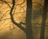 tree_shadow.jpg