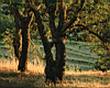 trees-_1.jpg