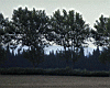 trees0.jpg
