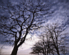 trees008_2.jpg