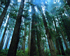 trees1-_1.jpg
