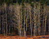 trees15.jpg