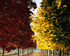 trees_02.jpg