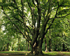 trees_03.jpg