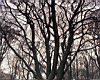 trees_05.jpg