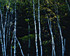 trees_4.jpg