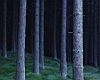 trees_bark.jpg