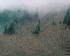 trees_fog.jpg