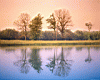 trees_lake.jpg