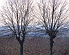 two_trees_01.jpg