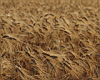 wheat_01.jpg