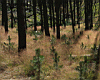 woods.jpg